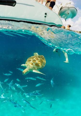 Barbados Underwater Adventure with Sea Turtle and Boating Activities Sea turtle swimming underwater with fish in Barbados