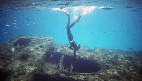 Barbados Underwater Adventure with Marine Life and Diver Diver exploring underwater in Barbados with marine life