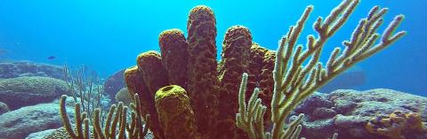 Barbados Underwater Beauty: A Vibrant Coral Reef Ecosystem Underwater coral reef off the coast of Barbados