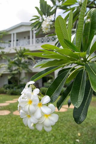 The image features a close-up of a cluster of white plumeria flowers with a vibrant yellow center