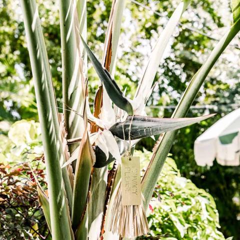 BOTANICA 2.0
