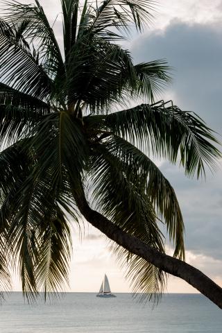 The image features a picturesque scene with a lush palm tree in the foreground, which has a long, curving trunk and is leaning slightly towards the sea