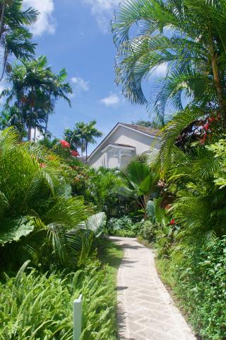 This image features a lush tropical garden with a variety of greenery and a clear blue sky