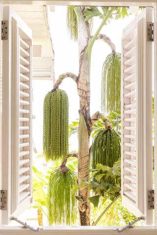 This image features the view from a window with white shutters open on both sides, displaying a tropical scene