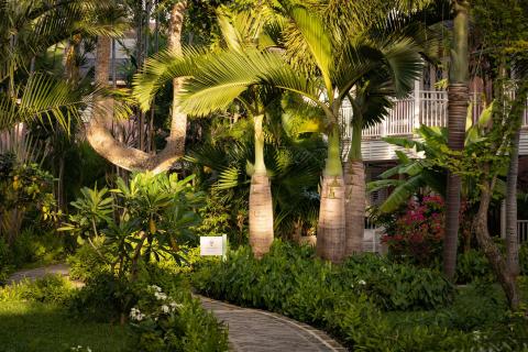 This image shows a lush tropical garden setting with a variety of plants and trees
