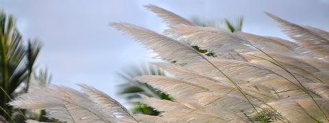 This image features a close-up view of white or light-colored pampas grass with its characteristic fluffy, feather-like plumes