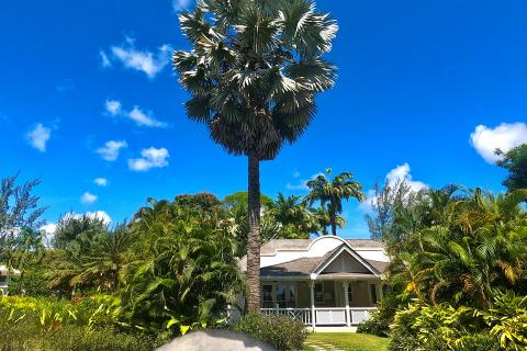 This image shows a lush tropical scene featuring a charming white house with a covered porch, surrounded by a variety of green foliage and palm trees