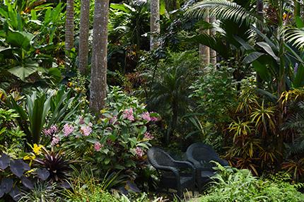 This image shows a lush garden with a variety of plants, including tall trees, a rich undergrowth filled with various shrubs and colorful flowers, and broad-leafed tropical species