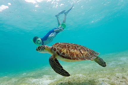 The image features a sea turtle swimming in clear underwater conditions, with a snorkeler floating above it