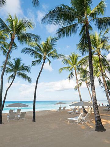 This image shows a beautiful beach scene with tall palm trees and a clear blue sky