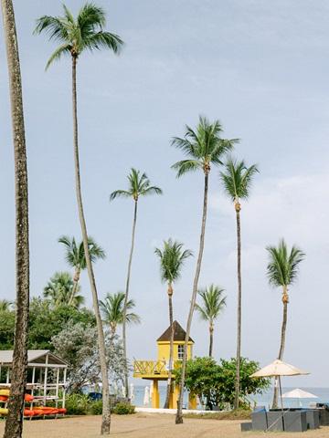 This image depicts a tranquil beach scene with several tall palm trees lining the area