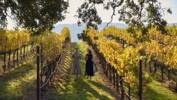 This image depicts two individuals walking through a vineyard with rows of grapevines, which have yellow and green leaves indicating it might be autumn