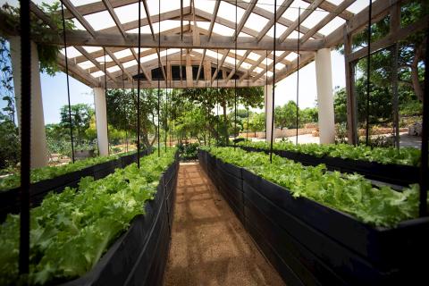 This image shows a large, modern greenhouse structure with a wooden frame and roof