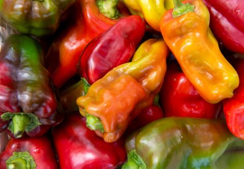 This image displays a vibrant collection of assorted bell peppers in various colors such as red, green, yellow, and orange