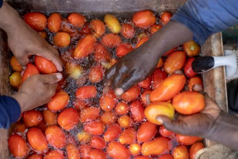 This image shows several hands washing and handling fresh tomatoes in a water-filled container
