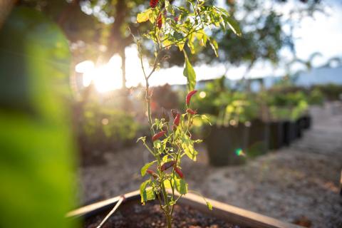 The image features a close-up view of a chili pepper plant growing in a garden setting