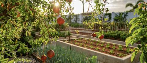 This image shows a lush garden scene highlighted by the sunrise or sunset
