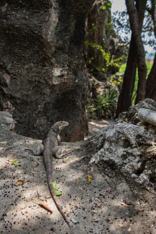 This image features a lizard, possibly an iguana, positioned on a rocky ground