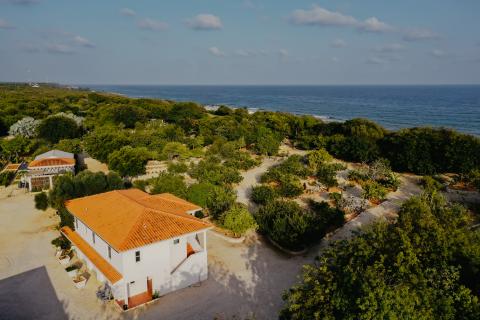 This image shows a coastal landscape with lush greenery encompassing a variety of plant life