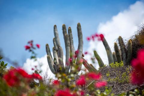 Cayman Brac Cactus