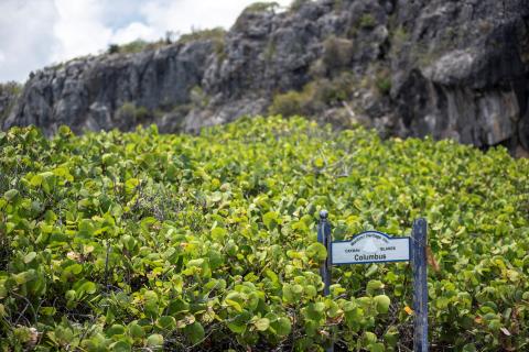 The image depicts a lush growth of green, leafy vegetation with a sign that reads Cayman Islands Columbus placed among the plants