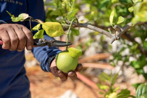 This image shows a person harvesting a large green citrus fruit, likely a pomelo, from a tree
