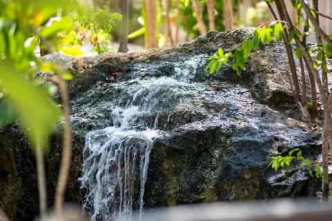 The image depicts a small, picturesque waterfall flowing over a rock surface, surrounded by lush greenery and various plants