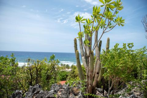 This image features a coastal landscape with a variety of vegetation, prominently including cacti and broad-leafed shrubs, growing out of rocky, volcanic terrain