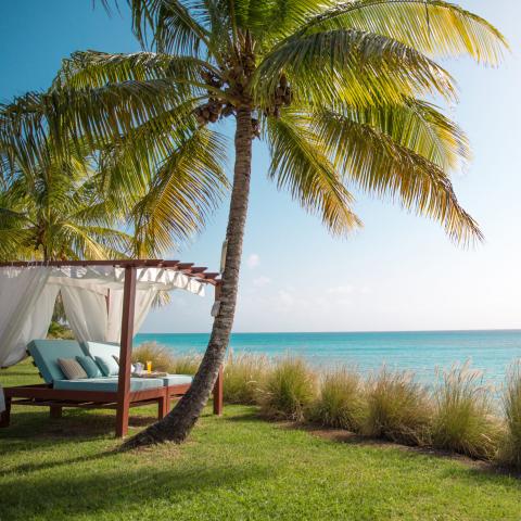 The image features a tranquil beach setting showcasing a palm tree, a grassy area with wild green grass, and a view of a clear turquoise sea under a light blue sky