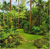 The image shows a lush tropical garden with a rich variety of plants, including tall palm trees and diverse understory vegetation