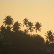 This image shows a group of tall palm trees against a sunset sky