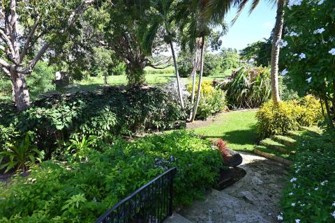 This image shows a lush tropical garden with a variety of plants and trees