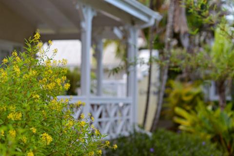 This image shows a vibrant garden scene, focusing on a bush with small yellow flowers in the foreground