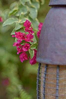 The image features a close-up view of bright pink bougainvillea flowers in the background with vibrant green leaves