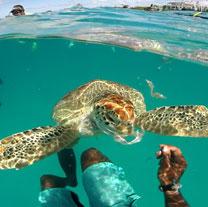 This image features a sea turtle swimming in clear, turquoise water