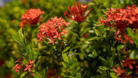 The image features clusters of vibrant red-orange flowers, known as Ixora