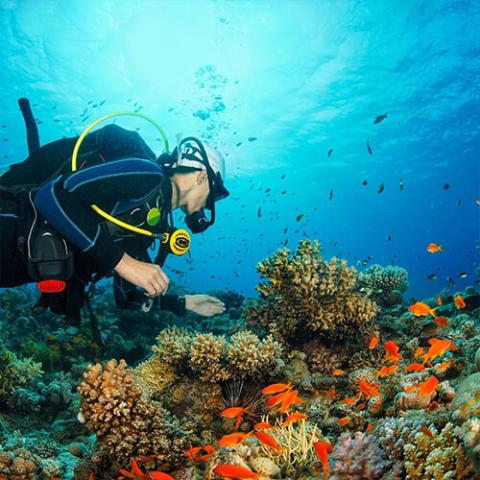 This image features a scuba diver exploring a vibrant underwater coral reef