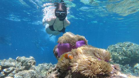 This image shows an underwater scene featuring a person snorkeling near a vibrant coral reef