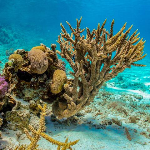 This image depicts a vibrant underwater scene featuring various types of coral in a coral reef ecosystem