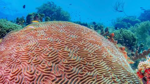 This image depicts a vibrant underwater scene, showcasing rich coral diversity and a multitude of marine life