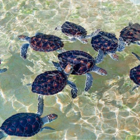 This image shows a group of young sea turtles swimming in shallow water