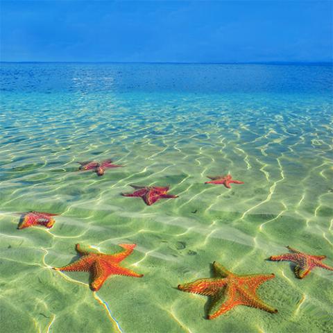 This image displays a vibrant scene at a shallow beach, showcasing numerous starfish scattered across the sandy ocean floor