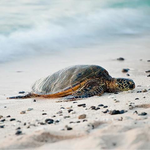 The image features a sea turtle resting on a sandy beach