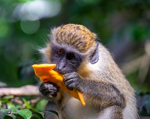 The image features a young monkey, likely a type of Old World monkey, holding and possibly eating a piece of star fruit