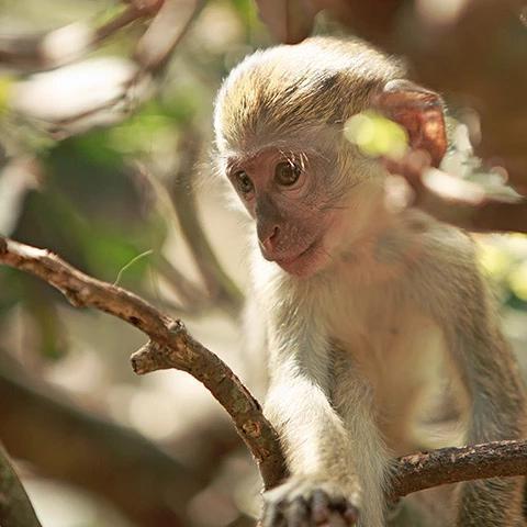 The image features a young vervet monkey perched on a branch in what appears to be a natural, forested setting