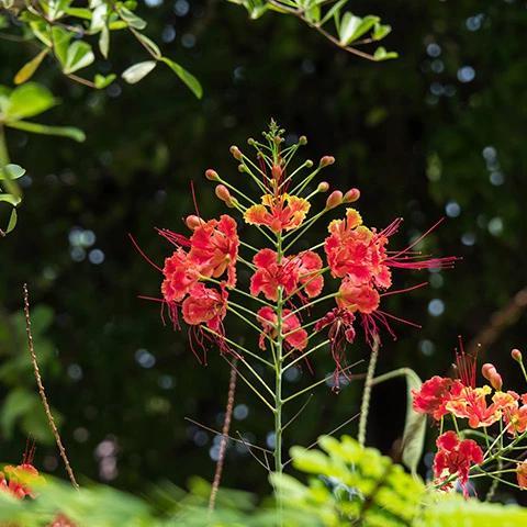 The image features a vibrant cluster of red flowers with long, delicate stamens that extend outward, giving them a distinctive, airy appearance