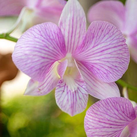 The image is of a light pink orchid with delicate, striated petals