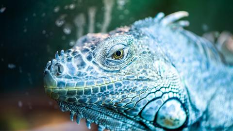 Blue-iguana-close