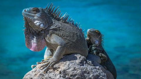Blue-iguana