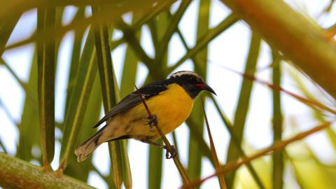 bananaquit
